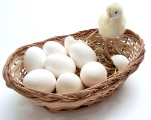 all your eggs in one basket